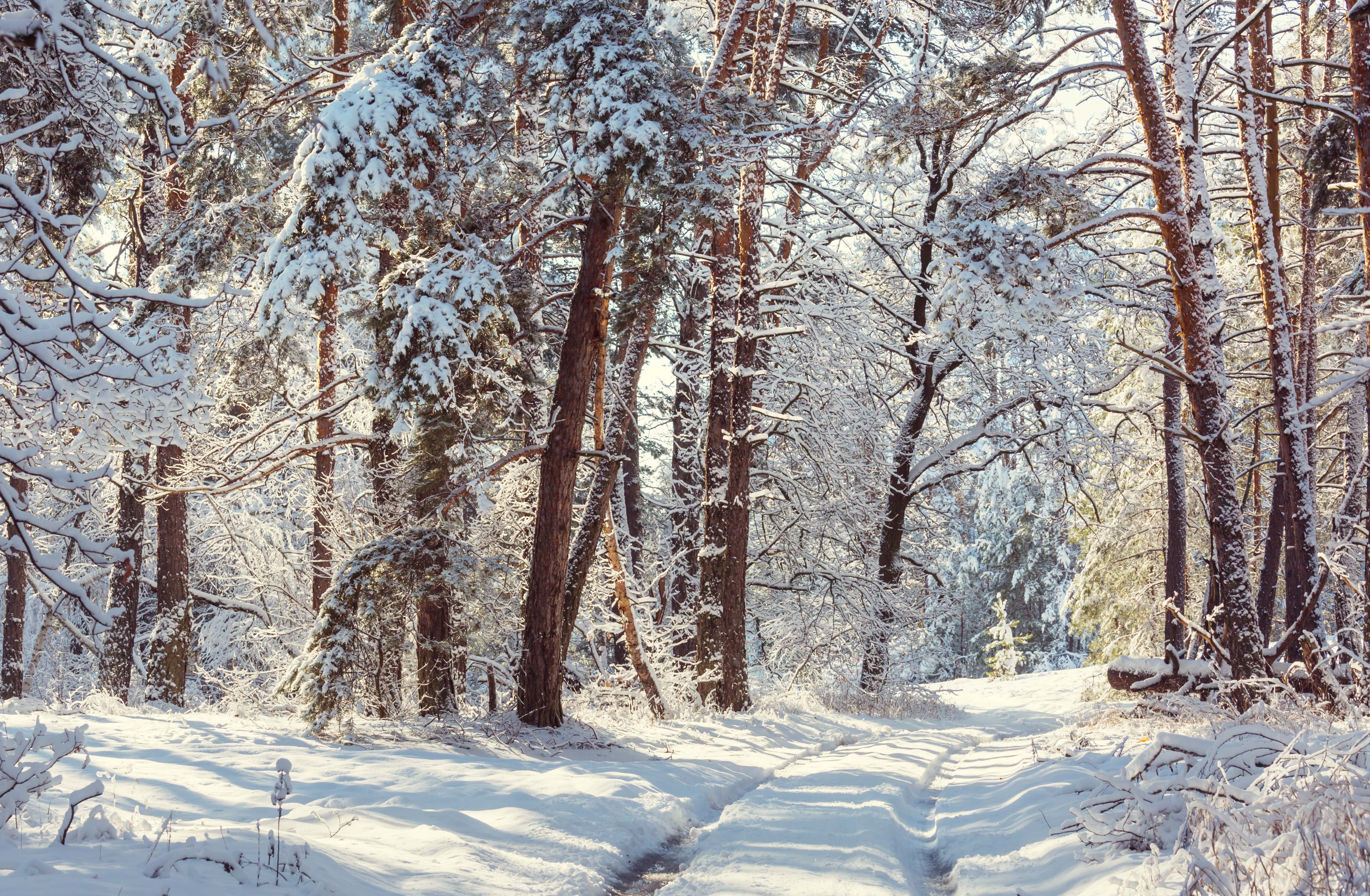 Winter and snow